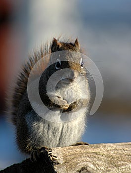 Squirrel on wood