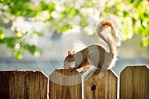 Squirrel on the wooden fence