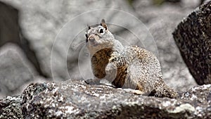 Squirrel at Yosemite Valley