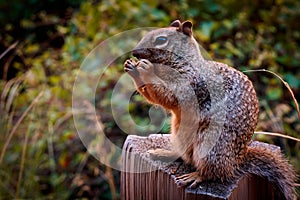 Squirrel in Zio National Park photo