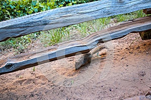 Squirrel in Zion National Park is Utah`s oldest national park in Utah USA