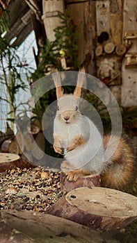 Squirrel at the zoo in winter