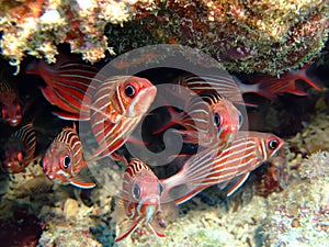 Squirrelfish