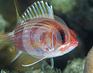 Squirrelfish