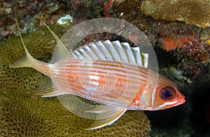 Squirrelfish