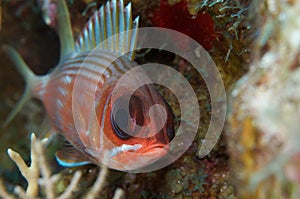 Squirrelfish