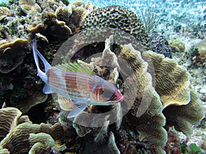 Squirrelfish