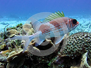 Squirrelfish
