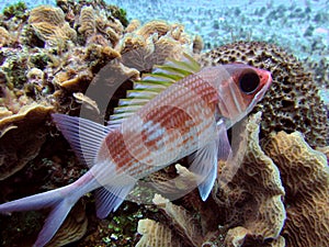 Squirrelfish