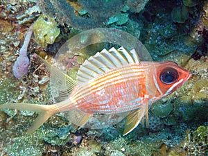 Squirrelfish