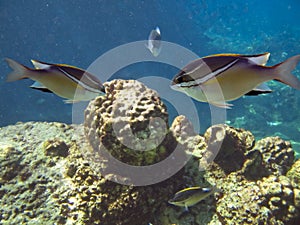 Squirrelfishes