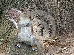 Squirrell