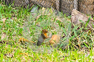 The Squirrell with Coconut on the Grass