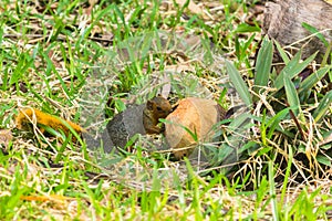 The Squirrell with Coconut on the Grass