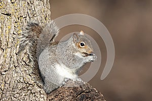 Squirrell in the Hudson Valley