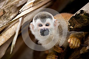 Squirrelmonkey