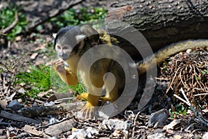 Squirrelmonkey