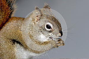 Squirrels photo