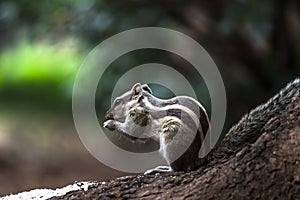 Squirrels or chipmunks or also known as rodents zigzag to escape predators. ...