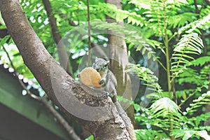 Squirrels eat a fruit on tree