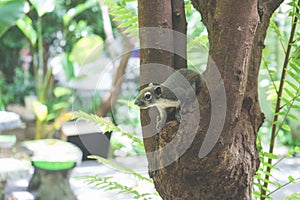 Squirrels eat a fruit on tree