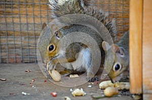 Squirrels Eating Peanuts