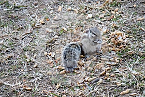 Squirrels eating peanuts outside