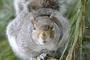 Squirrels eye view