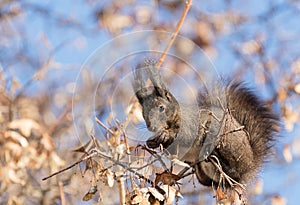 Squirrels foraging in trees