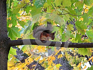 Squirrels in a forest on a tree