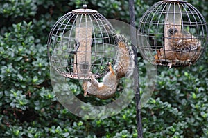 Squirrels invading bird feeders