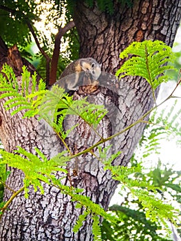 Squirrels are members of the family Sciuridae, a family that includes small or medium-size rodents. The squirrel family includes