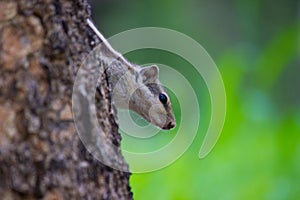 Squirrel in a Peek a Boo pose on the tree trunk