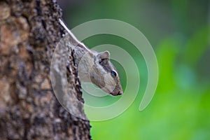 Squirrel in a Peek a Boo pose on the tree trunk