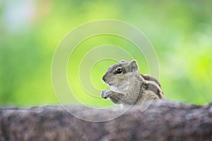 Squirrel paused on the rock  looking curiously on a nice soft clear green background