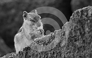 Squirrel sitting on the Rock and looking into the camera