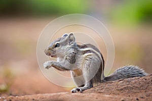 Close-up of a Indian Palm Squirrel or Rodent or also known as the chipmunk sitting on the rock with nice soft beautiful background