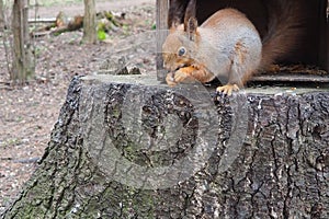 Squirrels are members of the family Sciuridae rodents. The squirrel is a forest tree-climbing animal. A squirrel in a