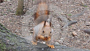 Squirrels are members of the family Sciuridae rodents. The squirrel is a forest tree-climbing animal. A squirrel in a