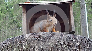 Squirrels are members of the family Sciuridae rodents. The squirrel is a forest tree-climbing animal. A squirrel in a