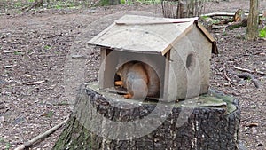 Squirrels are members of the family Sciuridae rodents. The squirrel is a forest tree-climbing animal. A squirrel in a