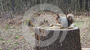 Squirrels are members of the family Sciuridae rodents. The squirrel is a forest tree-climbing animal. A squirrel in a
