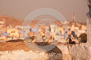 Squirrels near mehrangarh fort