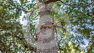 Squirrels running Playing Chase on Oak Tree photo