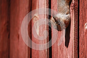 A Squirrels is playing near drey