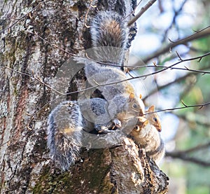 Squirrels playing on a tree trunk