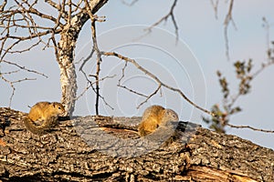 Squirrels sitting on a tree branch