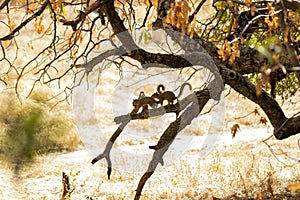 Squirrels sitting on the tree branch in the wild