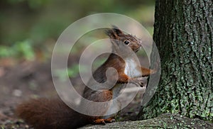 Squirrels sitting on the trunk of a Tree