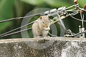 Squirrels of Sri Lanka photo